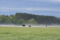 Wisentliche Morgenstimmung im Wildpark Schorfheide