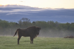 Wisentliche Morgenstimmung im Wildpark Schorfheide