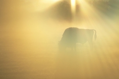 Wisentliche Morgenstimmung im Wildpark Schorfheide
