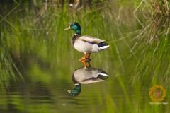 Stockerpel