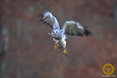 Blaubussard im Adler- und Wolfspark Kasselburg