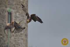 Milane im Adler- und Wolfspark Kasselburg