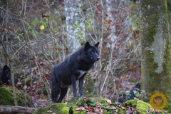 Timberwolf im Adler- und Wolfspark Kasselburg