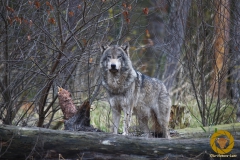 Europ. Grauwolf