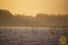 Wintergäste: Singschwäne und Saatgänse