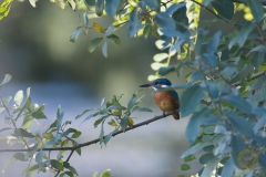 Eisvogel
