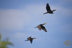 Kormoran