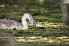junger Höckerschwan
