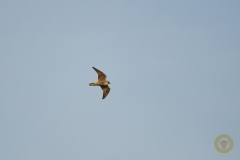 Wanderfalke