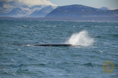 Waltour Olafsvik, Pottwal