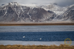 Singschwäne vor Gebirgsmassiv auf der Halbinsel Snæfellsness
