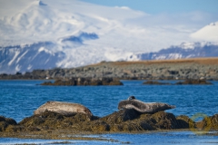 Robben vor dem Snæfellsjökull