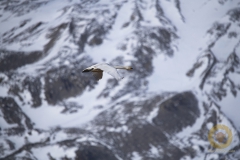 Singschwan vor dem Massiv des Gletschervulkans Snæfellsjökull
