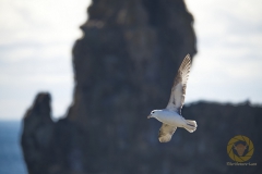 Eissturmvogel