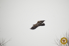 Seeadler am Gülper See