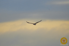Seeadler am Gülper See