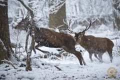 Winter! Ganz kurz im Wisentgehege Springe