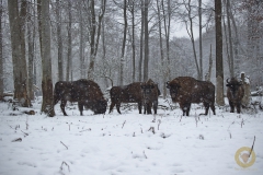 Winter! Ganz kurz...  im Wisentgehege Springe