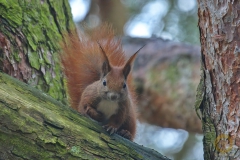 Eichhörnchen, Wildlife im Wildpark Schorfheide