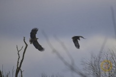 Seeadler am Gülper See