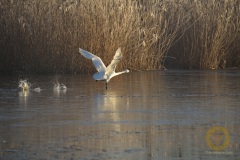 Singschwan