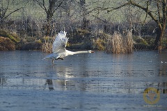 Höckerschwan