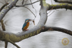 Männlicher Eisvogel mit Beute