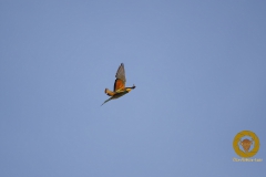 Bienenfresser