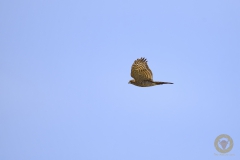 NLE_6479_NoNoiseAI_2