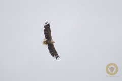 Seeadler