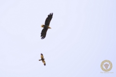 männliche Rohrweihe attackiert Seeadler