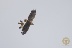 männliche Rohrweihe attackiert Seeadler