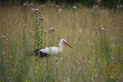 Weißstorch