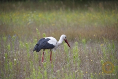 Weißstorch
