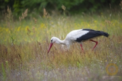 Weißstorch