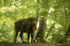 Wisentkuh, semifrei im Wisentreservat Damerower Werder