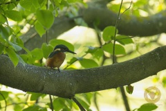 Eisvogel