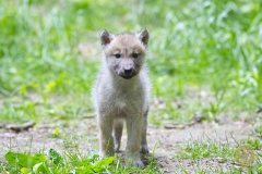 Polarwolfwelpe im Wisentgehege Springe