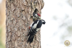 Ein weiblicher Buntspecht füttert Jungvogel
