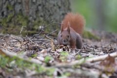 Eichhörnchen