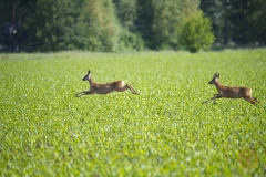 Rehe (Ricke und Bock)