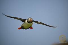 Papageitaucher auf Isle of May, Schottland