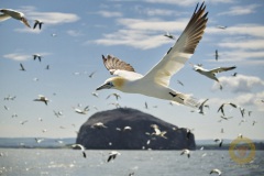 Basstölpel vor dem Bass Rock, Schottland