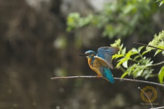 Eisvogel
