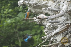 Eisvogel