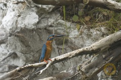 Eisvogel