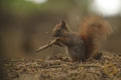 Freilebendes Eichhörnchen im Wildpark Schorfheide