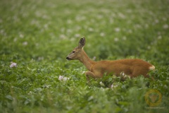 Rehwild