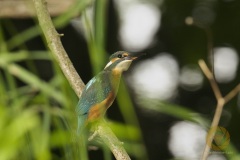Eisvogelweibchen