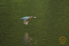 Eisvogel